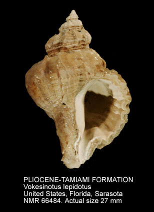 PLIOCENE-TAMIAMI FORMATION Vokesinotus lepidotus.jpg - PLIOCENE-TAMIAMI FORMATIONVokesinotus lepidotus(Dall,1890)